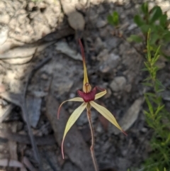 Caladenia orestes at suppressed - suppressed