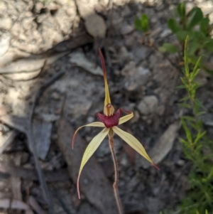 Caladenia orestes at suppressed - suppressed