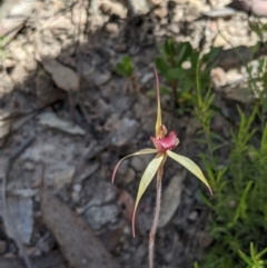 Caladenia orestes at suppressed - suppressed