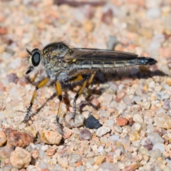 Asiola fasciata (A robber fly) at Mount Taylor - 20 Oct 2019 by Marthijn