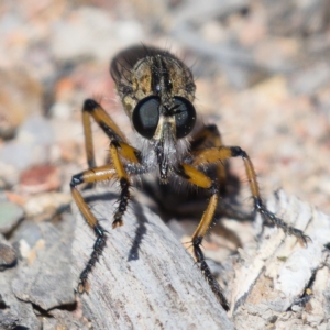 Asiola fasciata at Fisher, ACT - 21 Oct 2019