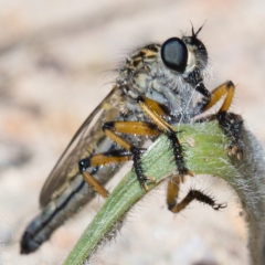 Asiola fasciata at Fisher, ACT - 21 Oct 2019