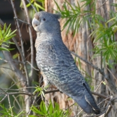 Callocephalon fimbriatum (Gang-gang Cockatoo) at Morton, NSW - 7 Oct 2019 by vivdavo