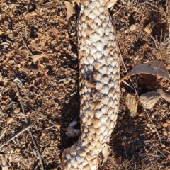 Tiliqua rugosa (Shingleback Lizard) at Mount Majura - 21 Oct 2019 by AaronClausen