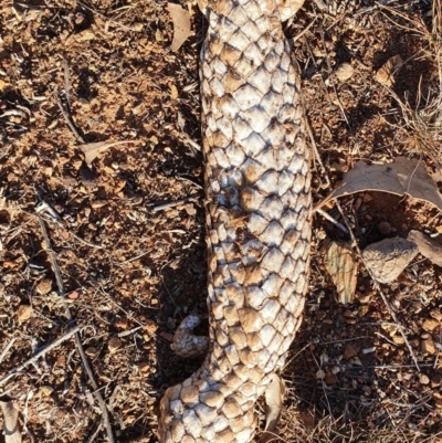 Tiliqua rugosa (Shingleback Lizard) at Majura, ACT - 21 Oct 2019 by AaronClausen