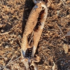 Tiliqua rugosa at Majura, ACT - 21 Oct 2019