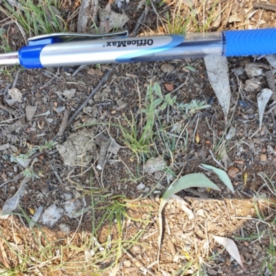 Swainsona sericea (Silky Swainson-Pea) at Red Hill Nature Reserve - 21 Oct 2019 by NickDaines