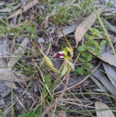 Caladenia parva (Brown-clubbed Spider Orchid) at Uriarra, NSW - 21 Oct 2019 by MattM