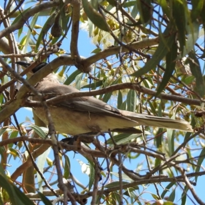 Philemon citreogularis (Little Friarbird) at Jerrabomberra Wetlands - 11 Oct 2019 by RodDeb