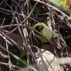 Pterostylis nutans (Nodding Greenhood) at Uriarra, NSW - 20 Oct 2019 by MattM