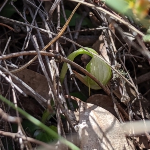 Pterostylis nutans at Uriarra, NSW - 21 Oct 2019