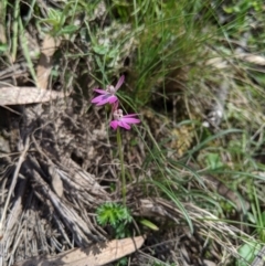 Caladenia carnea (Pink Fingers) at Bimberi Nature Reserve - 21 Oct 2019 by MattM