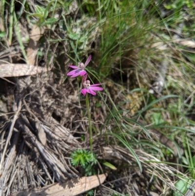 Caladenia carnea (Pink Fingers) at Brindabella, NSW - 21 Oct 2019 by MattM