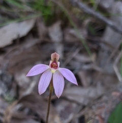 Caladenia carnea (Pink Fingers) at Brindabella, NSW - 21 Oct 2019 by MattM