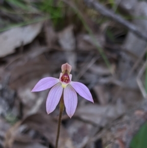 Caladenia carnea at Brindabella, NSW - 21 Oct 2019