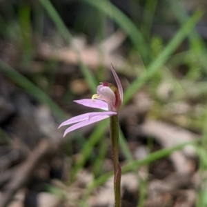 Caladenia carnea at Brindabella, NSW - 21 Oct 2019