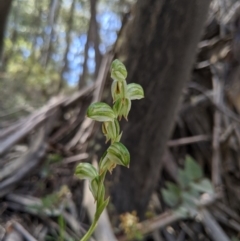 Bunochilus montanus (ACT) = Pterostylis jonesii (NSW) (Montane Leafy Greenhood) at Brindabella, NSW - 21 Oct 2019 by MattM