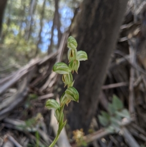 Bunochilus montanus (ACT) = Pterostylis jonesii (NSW) at Brindabella, NSW - suppressed