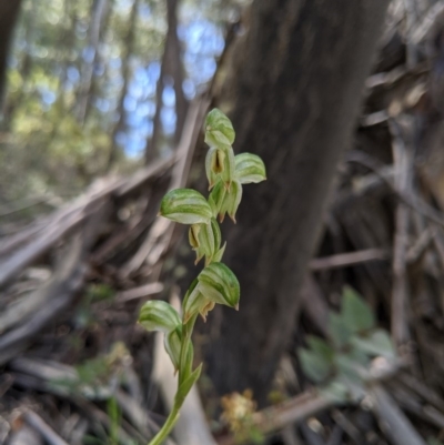 Bunochilus montanus (Montane Leafy Greenhood) at Brindabella, NSW - 20 Oct 2019 by MattM