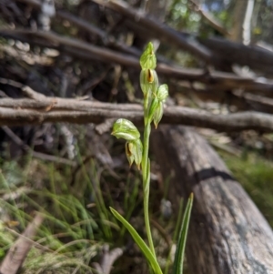 Bunochilus montanus (ACT) = Pterostylis jonesii (NSW) at Uriarra, NSW - 21 Oct 2019