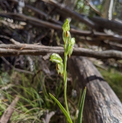 Bunochilus montanus (Montane Leafy Greenhood) at Uriarra, NSW - 20 Oct 2019 by MattM