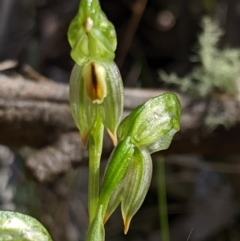 Bunochilus montanus (ACT) = Pterostylis jonesii (NSW) at Uriarra, NSW - 21 Oct 2019