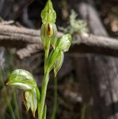 Bunochilus montanus (ACT) = Pterostylis jonesii (NSW) at Uriarra, NSW - 21 Oct 2019