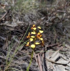 Diuris pardina at Uriarra, NSW - 21 Oct 2019