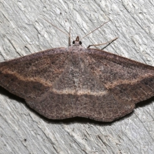 Taxeotis perlinearia at Rosedale, NSW - 1 Sep 2019