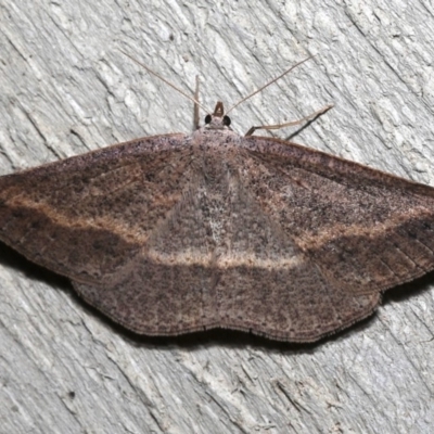 Taxeotis perlinearia (Spring Taxeotis) at Rosedale, NSW - 1 Sep 2019 by jb2602