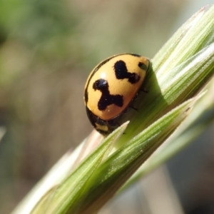 Coccinella transversalis at Acton, ACT - 21 Oct 2019