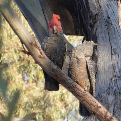 Callocephalon fimbriatum (Gang-gang Cockatoo) at Red Hill to Yarralumla Creek - 21 Oct 2019 by JackyF