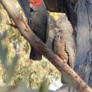 Callocephalon fimbriatum at Hughes, ACT - suppressed