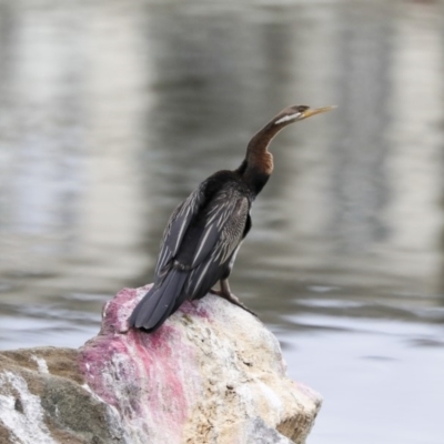 Anhinga novaehollandiae (Australasian Darter) at Greenway, ACT - 14 Oct 2019 by AlisonMilton