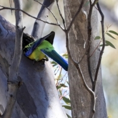 Platycercus eximius (Eastern Rosella) at Bruce, ACT - 30 Sep 2019 by AlisonMilton