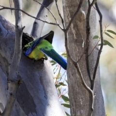 Platycercus eximius (Eastern Rosella) at Bruce Ridge - 30 Sep 2019 by AlisonMilton