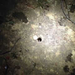 Lycosidae (family) (Unidentified wolf spider) at Mulligans Flat - 19 Oct 2019 by KMcCue