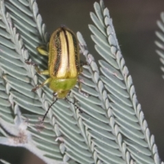 Calomela juncta (Leaf beetle) at Dunlop, ACT - 22 Sep 2019 by AlisonMilton