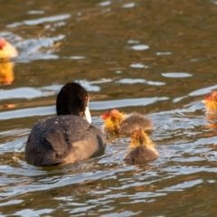 Fulica atra (Eurasian Coot) at Red Hill, ACT - 9 Oct 2019 by JackyF