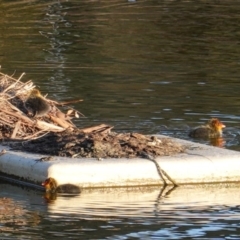 Fulica atra at Red Hill, ACT - 9 Oct 2019