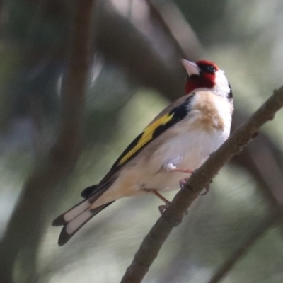 Carduelis carduelis (European Goldfinch) at Fyshwick, ACT - 21 Oct 2019 by YellowButton