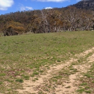 Petroica phoenicea at Rendezvous Creek, ACT - 19 Oct 2019