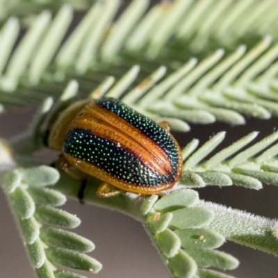 Calomela vittata (Acacia leaf beetle) at Weetangera, ACT - 1 Oct 2019 by AlisonMilton