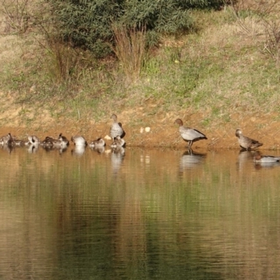 Chenonetta jubata (Australian Wood Duck) at Federal Golf Course - 9 Oct 2019 by JackyF