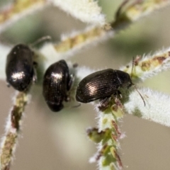 Alticini (tribe) (Unidentified flea beetle) at Weetangera, ACT - 1 Oct 2019 by AlisonMilton