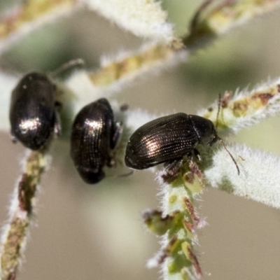 Alticini (tribe) (Unidentified flea beetle) at Weetangera, ACT - 30 Sep 2019 by AlisonMilton
