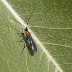 Braconidae (family) (Unidentified braconid wasp) at The Pinnacle - 1 Oct 2019 by AlisonMilton