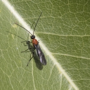 Braconidae (family) at Hawker, ACT - 1 Oct 2019