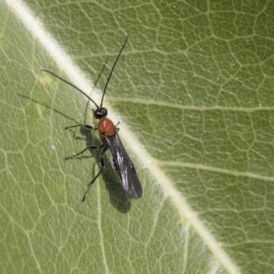 Braconidae (family) (Unidentified braconid wasp) at Hawker, ACT - 1 Oct 2019 by AlisonMilton