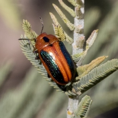 Calomela curtisi (Acacia leaf beetle) at The Pinnacle - 1 Oct 2019 by AlisonMilton